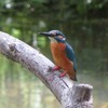 武蔵関公園_やっぱりカワセミは・・かわいいねぇ（東京都練馬区）