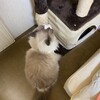 カシャカシャぶんぶんで猛烈に遊んだふくちゃん。そして、物見台のその後。