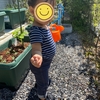 【家庭菜園】柊ちゃんにトマトを収穫させてあげたい