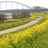 小貝川堤防の菜の花・・