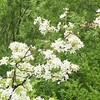 雨降る前にひと歩き 平和公園里山