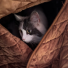 🐾 ルーの冬支度、はじまりました
