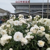 山口県宇部市は薔薇の都市