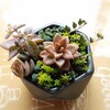 🌵多肉植物の寄せ植え②　ブロンズ姫  紅提灯  ヴォルケンシー他🌵