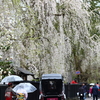 桜と着物