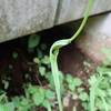 花には見えない変わった植物 カラスビシャク