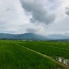 梅雨の青田