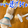 もっくんは掃除機と戦う！！