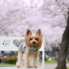 大阪の桜🌸の名所「毛馬桜之宮公園」：春の訪れを満喫！