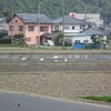 鳥たち　’２０