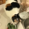 それぞれの、お気に入り。