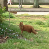 長居公園のネコ