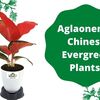 Many Options, Aglaonema ( Chinese Evergreen Plants)