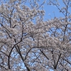 神奈川県立座間谷戸山公園の桜