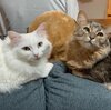 かわいい雨と雪の画像集！ふわふわにゃんこがお届け！　ふわふわにゃんこの雨と雪　第40弾