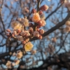 梅の開花宣言