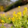 久しぶりの植物園（2025.03.23）Ⅳ