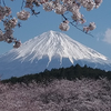 今日の富士山 桜　4月3日 （１）