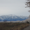 散り行く桜に山の借景