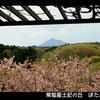 ぼたん桜の咲く丘・・