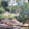 大阪旅行⑤  天王寺動物園、お土産