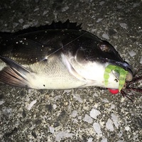 チニング初心者の堤防ズル引きテクニック Taketiyo釣りブログ チニング初心者の堤防ズル引きテクニック Taketiyo釣りブログ