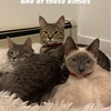 Cat Foster Parents Wanted in Vancouver, Canada 猫の里親募集(バンクーバー)