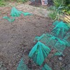 夏野菜の横綱、バターナッツカボチャ