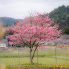 徳川家康隠密街道「畑の枝垂れ桜」〜信楽をぐるり〜