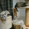 大家族🐱🐹🐱🐱