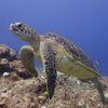 🐢石垣島にGO❗その⑫　シュノーケリングでカメさん発見😊