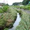 下池に大量の枯れた葦が