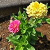 夫が口を拭いた後のゴミが散らばっていた