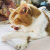 猫写真#978