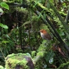 Chestnut-crowned Antpitta クリガシラジアリドリ