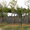 【仁川の風景】仁川家族公園の公園化は止まらない・その４：土葬・火葬併用型の家族墓