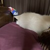 マイ枕を奪うJOYくん