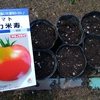 トマトと唐辛子の種蒔き