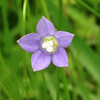 (120) Wahlenbergia marginata