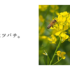 私はミツバチ。