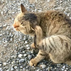 猫がかいかいをする原因と対策 かきむしるのは病気？