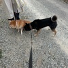 黒柴 🐶 つん
