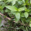 庭の🌲🌱🌱🌳たちへ🙂