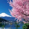 【癒やし】「桜と富士」ラージピースジグソーパズルで、脳内トリップ！ストレス解消＆集中力UP体験