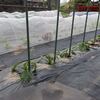 ズッキーニ2回目の苗を植えました