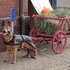 愛犬とハロウィンを楽しもう♪