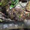 トノサマガエル　　どこにいるでしょう？