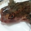 セミホウボウは変なやつ  大村湾で捕れた魚