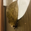 【閲覧注意】枯葉が落ちずにくっついてる