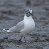 隣の県に鳥を見に行った日記（２０２４　０２２４）その２。